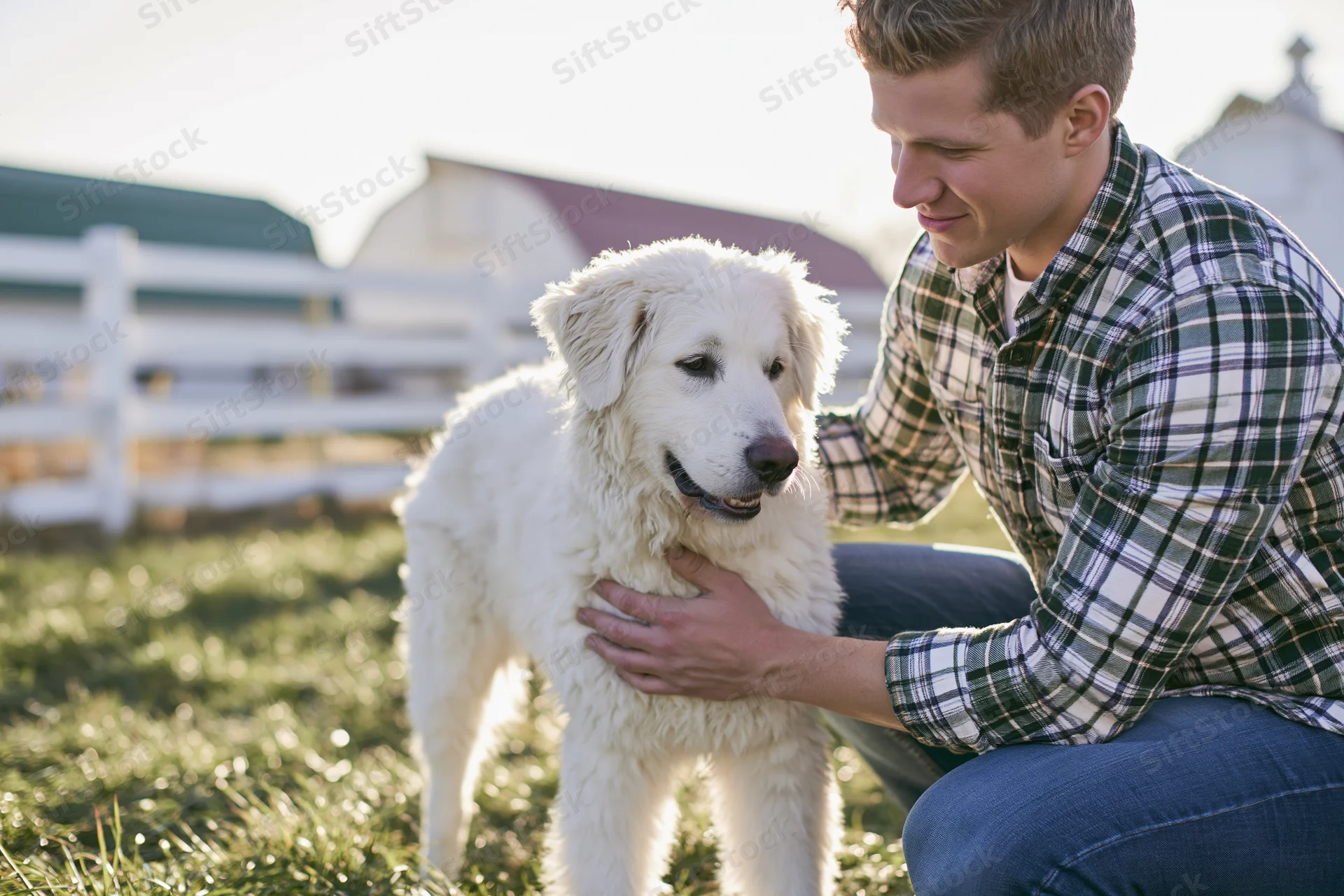 Young man petting a white dog in a grassy farm field
