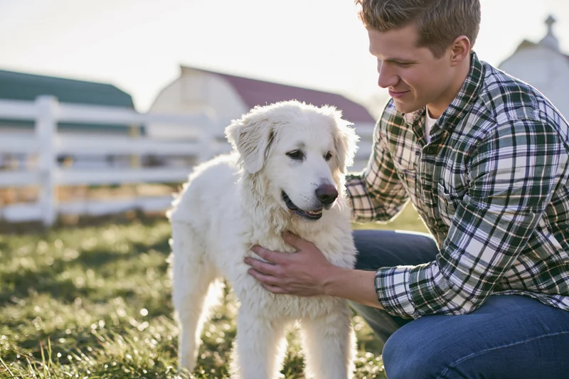 Young man petting a white dog in a grassy farm field