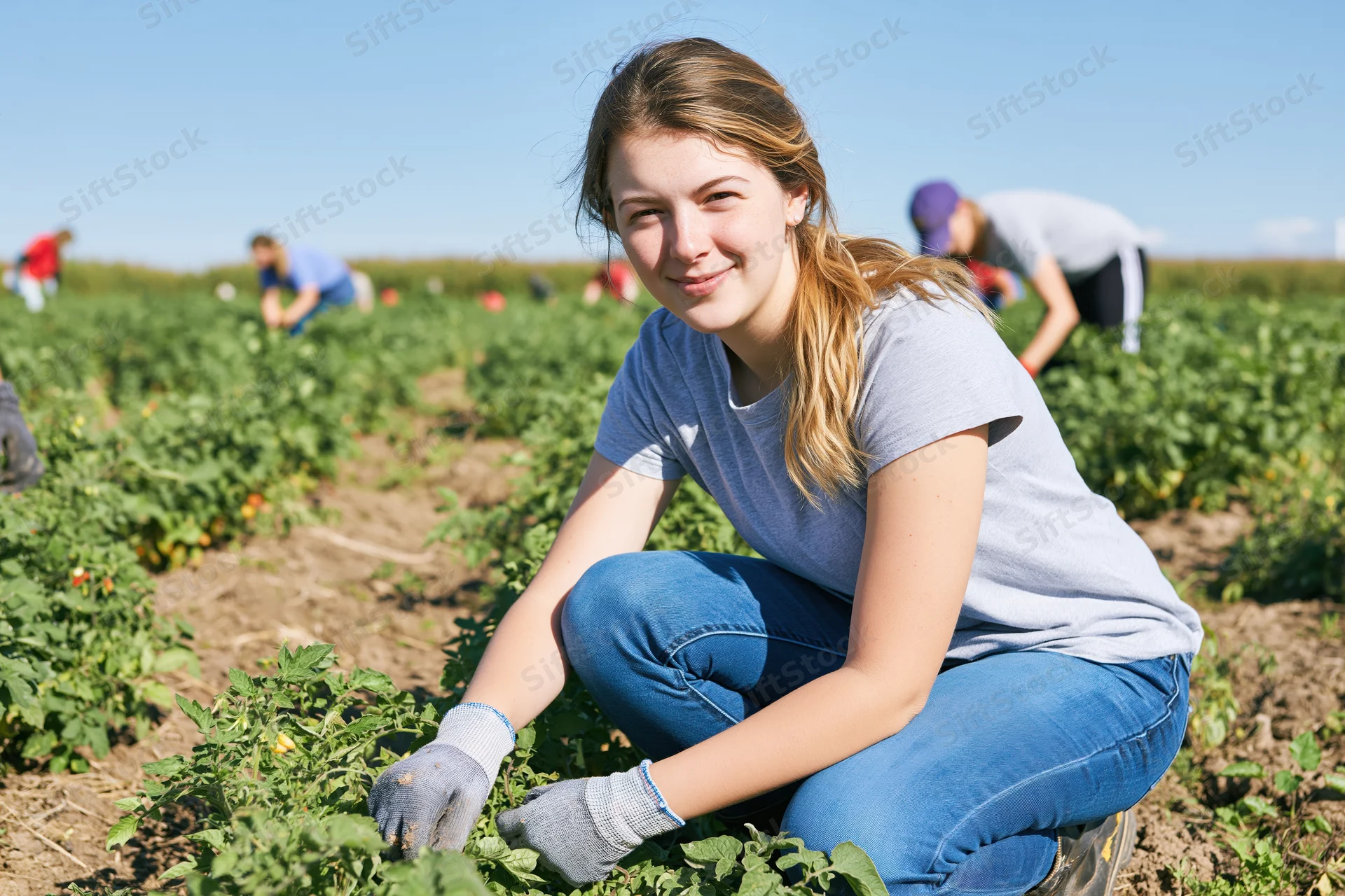 Young woman crouching in a tomato field tending plants during harvest season