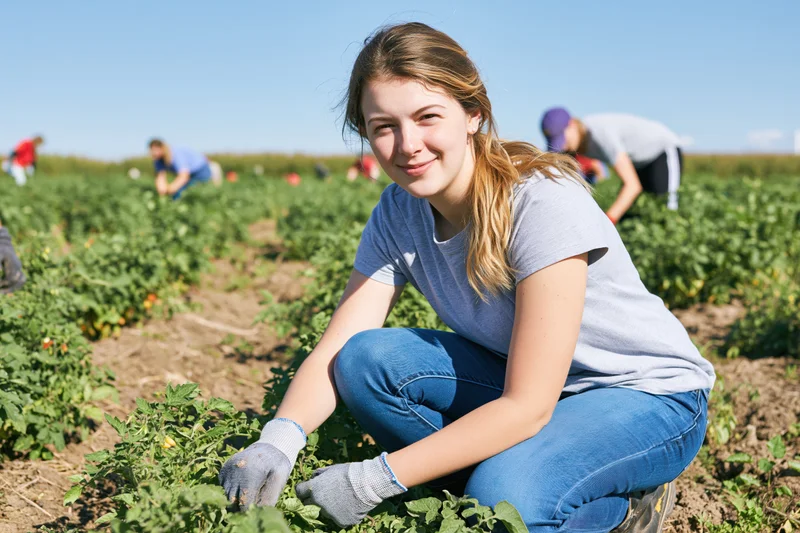 Young woman crouching in a tomato field tending plants during harvest season
