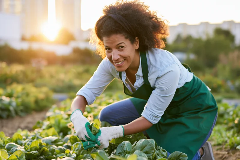 Woman harvesting lettuce in an urban garden at sunset