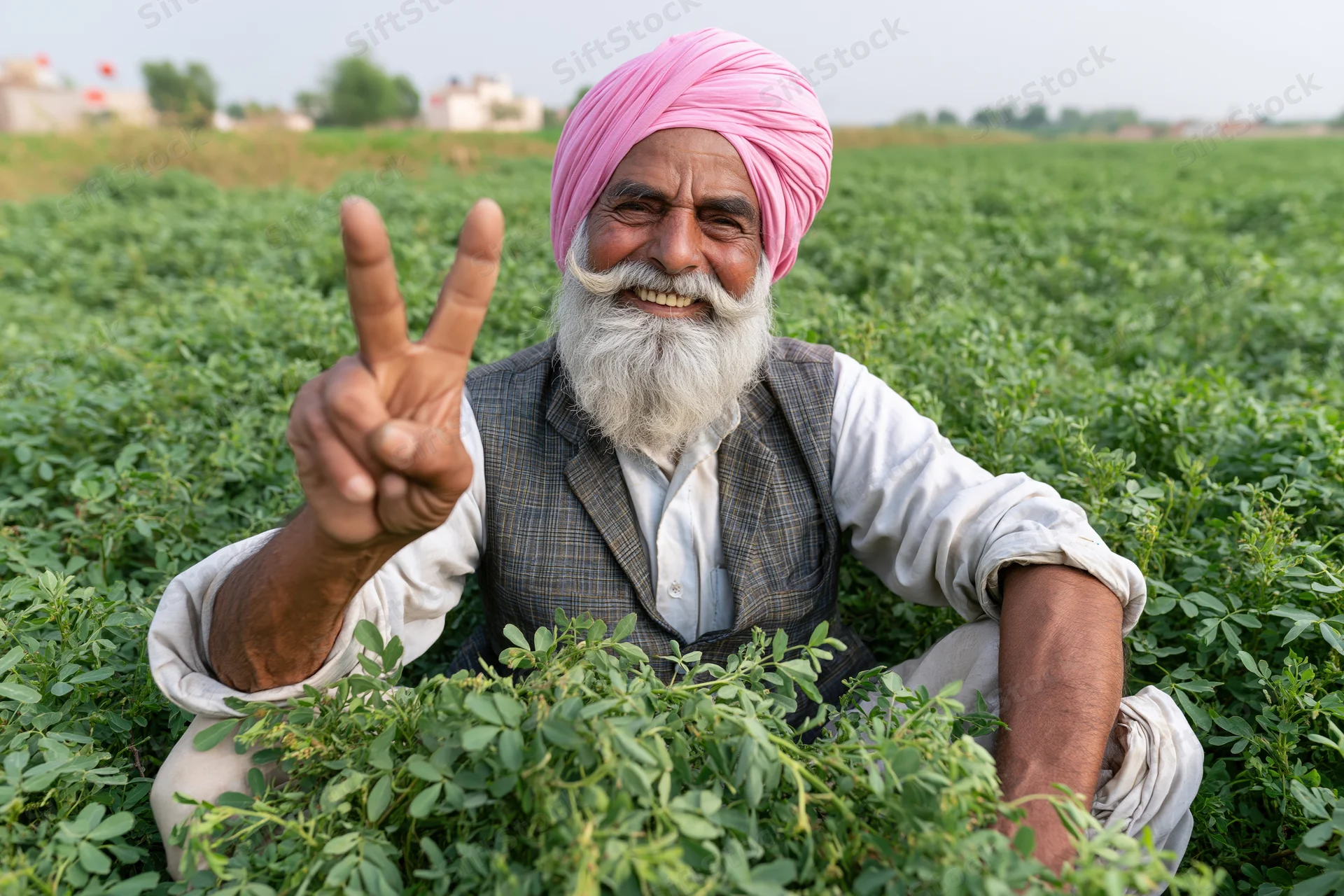 Senior sikh farmer smiling and making peace gesture in a green crop field