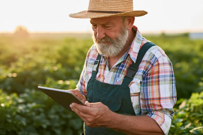 Senior farmer using tablet in a green field at sunset