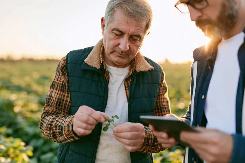 Older man examining a plant leaf in a field while a younger man holds a tablet beside him