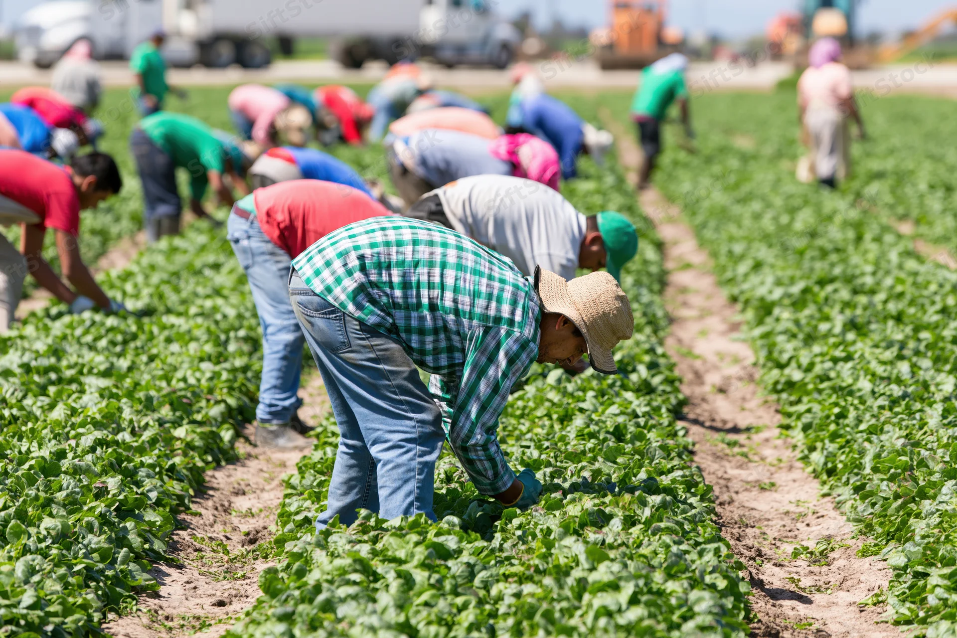 Farmworkers bending over in rows of green crops in a field during daytime