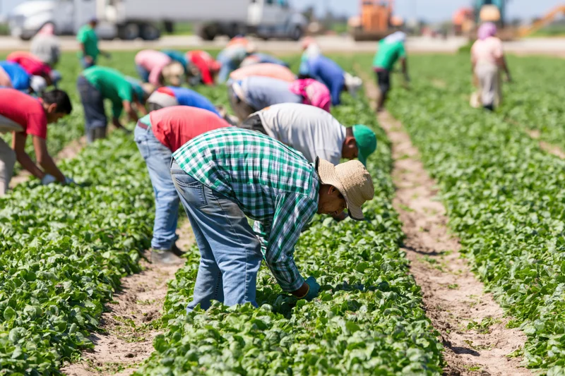 Farmworkers bending over in rows of green crops in a field during daytime