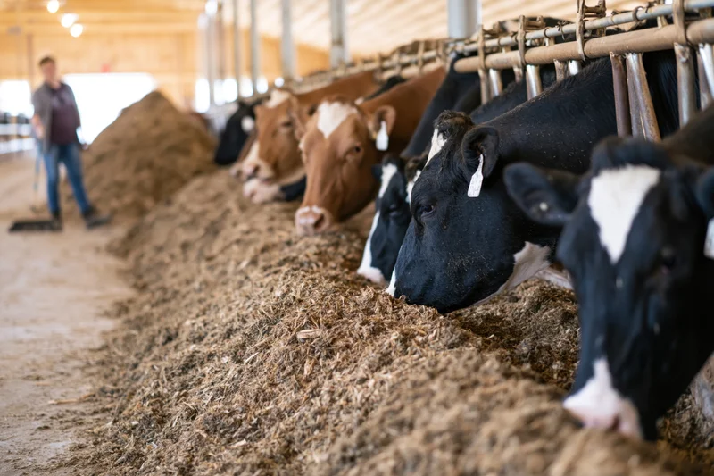 Cows feeding from a trough in a dairy barn with a farmworker in the background