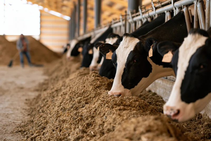 Dairy cows feeding from a trough in a barn with a farmer shoveling silage in the background