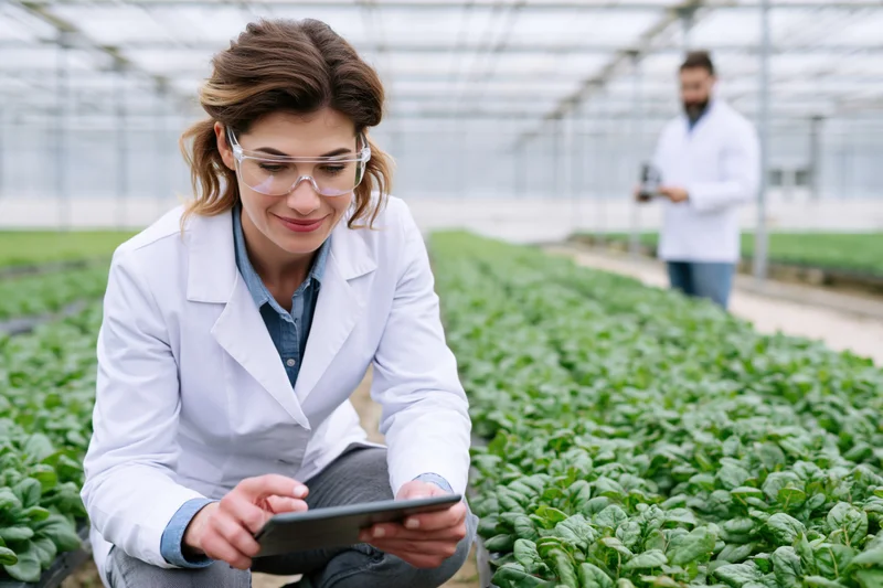 Woman in lab coat using tablet to inspect leafy greens in greenhouse
