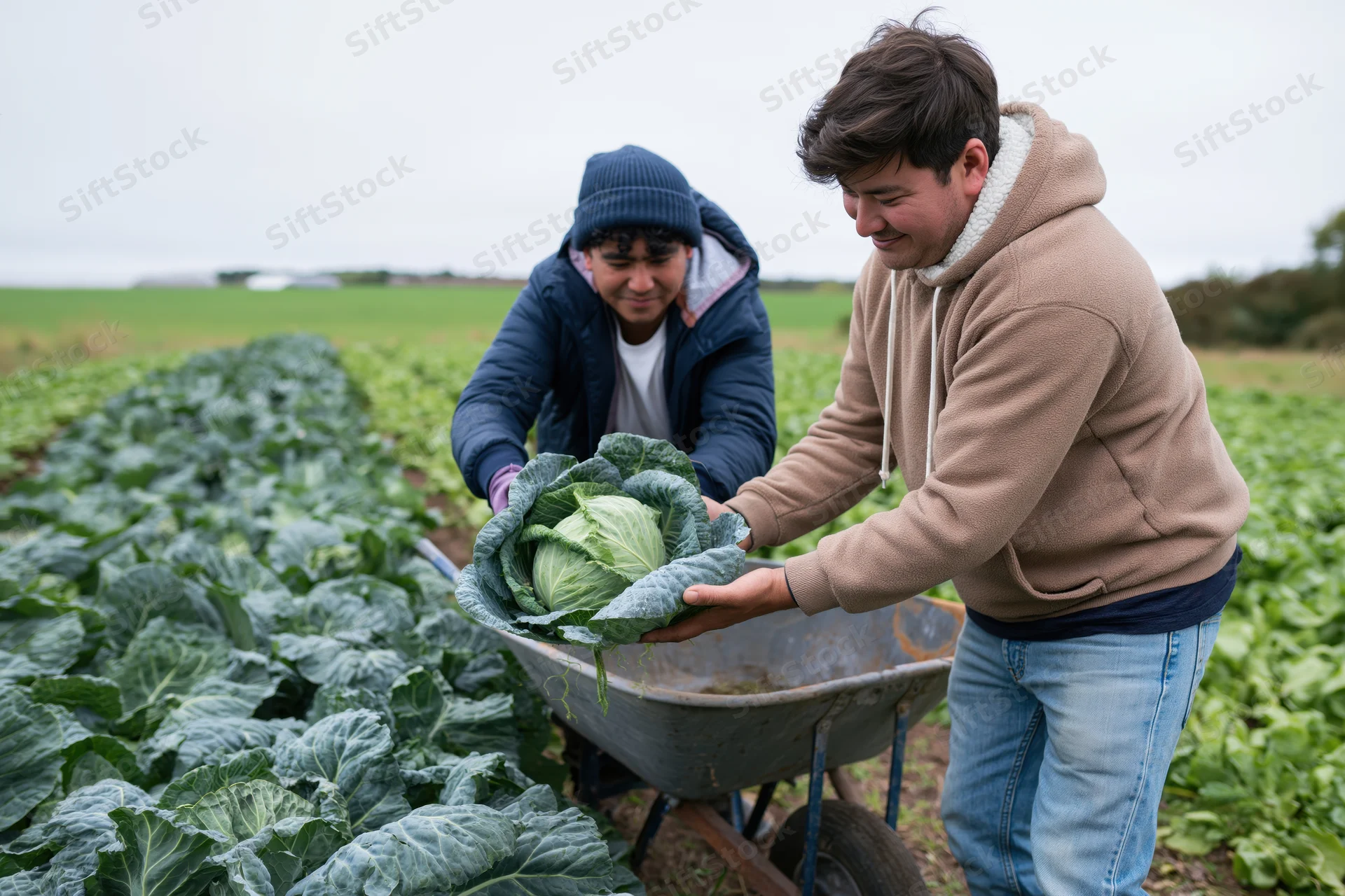 Two farmers harvesting cabbage in a field with a wheelbarrow