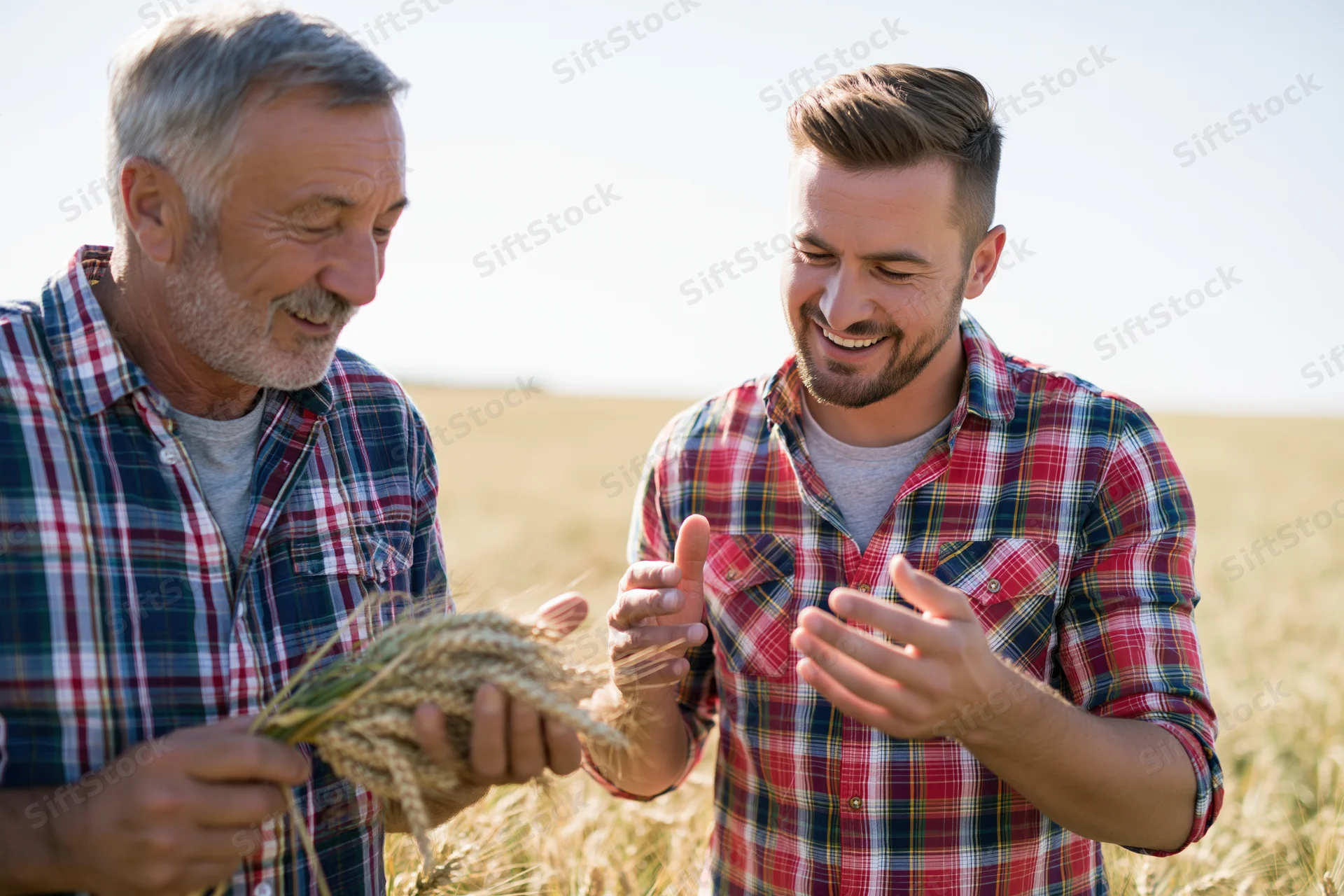 Two men in plaid shirts examining wheat stalks in a golden field