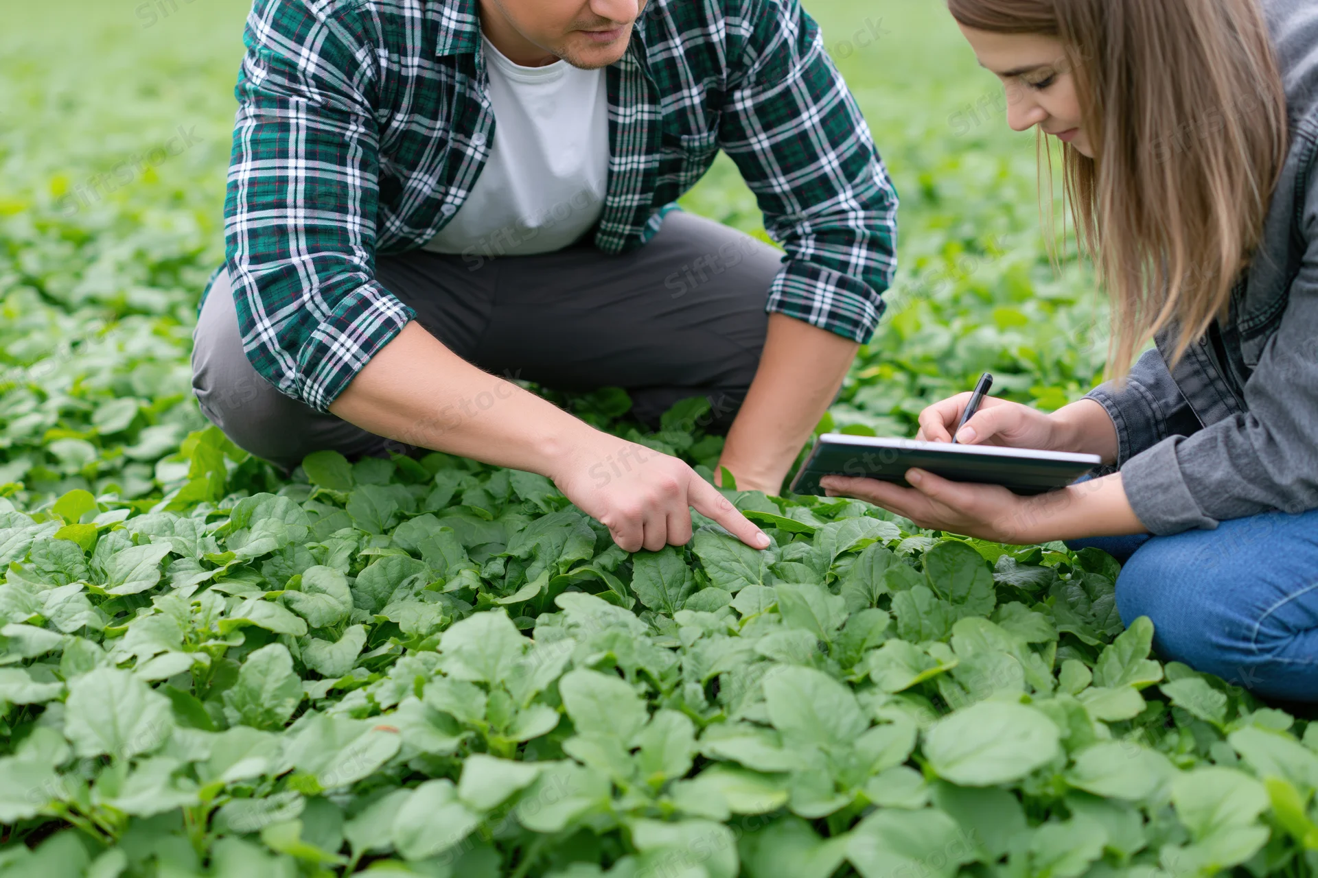 Two people inspecting spinach plants in a field while one records data on a tablet