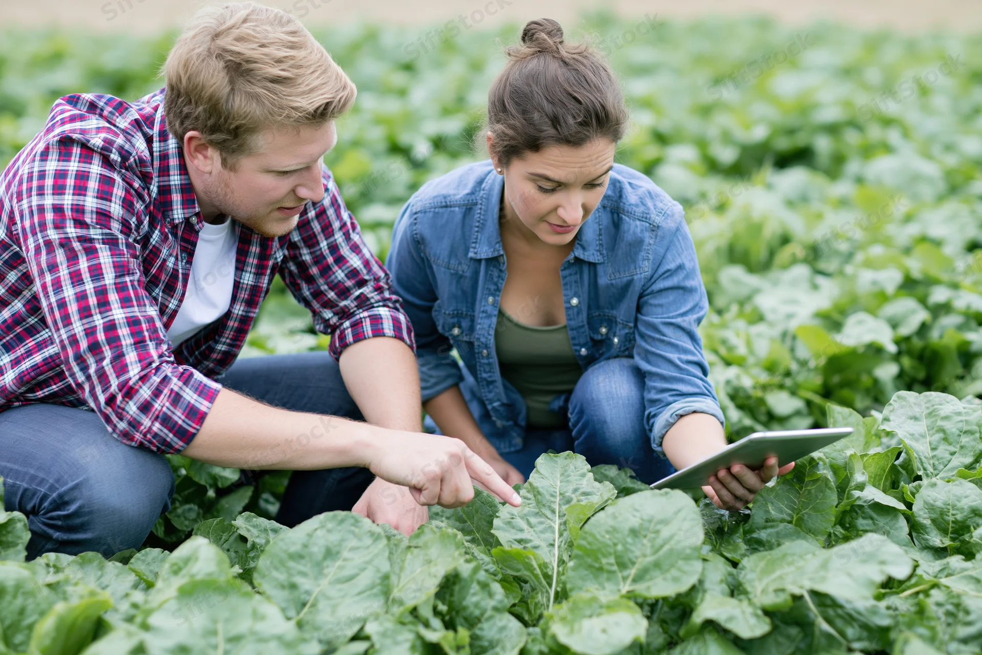 Two farmers inspecting lettuce crops in a field using a tablet