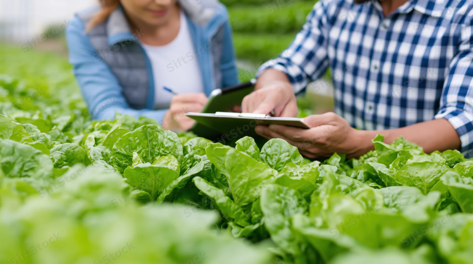 Two farmers inspecting lettuce crop in a field with clipboard and tablet
