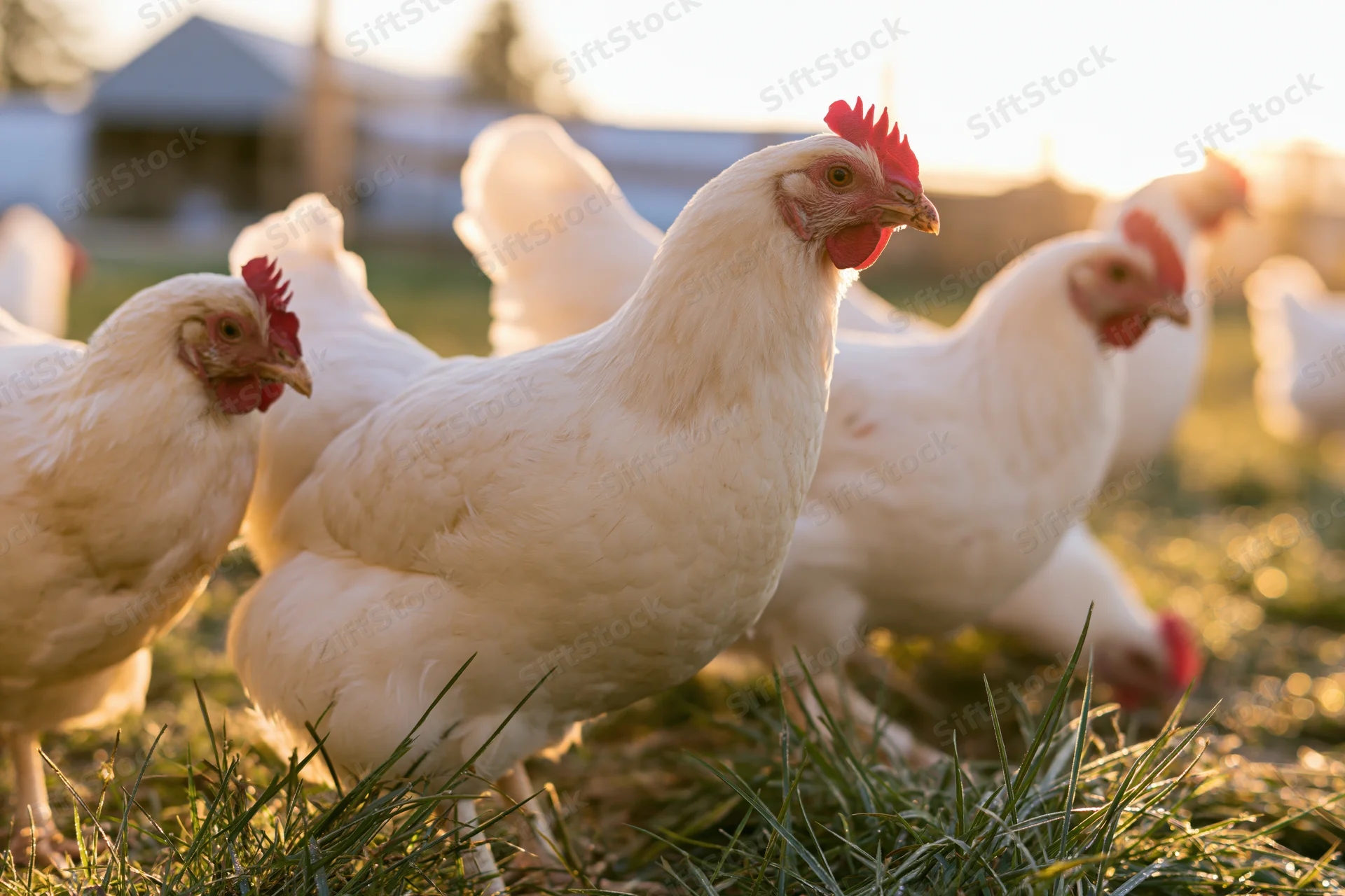 White chickens foraging on grass in a farmyard at golden hour