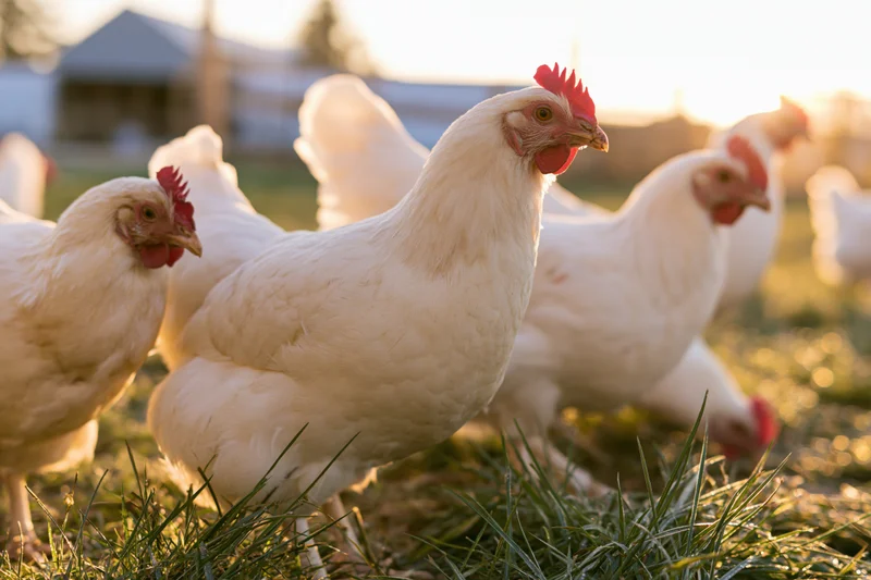 White chickens foraging on grass in a farmyard at golden hour