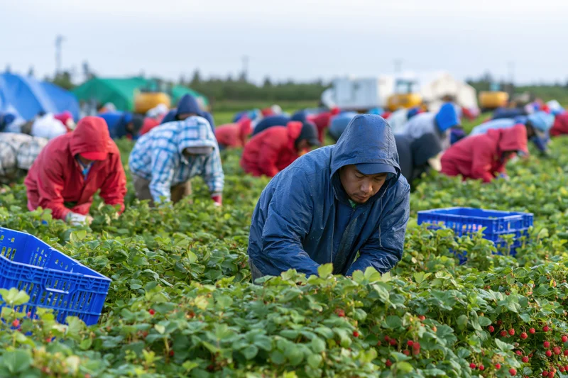 Farmworkers in rain jackets harvesting strawberries in a field