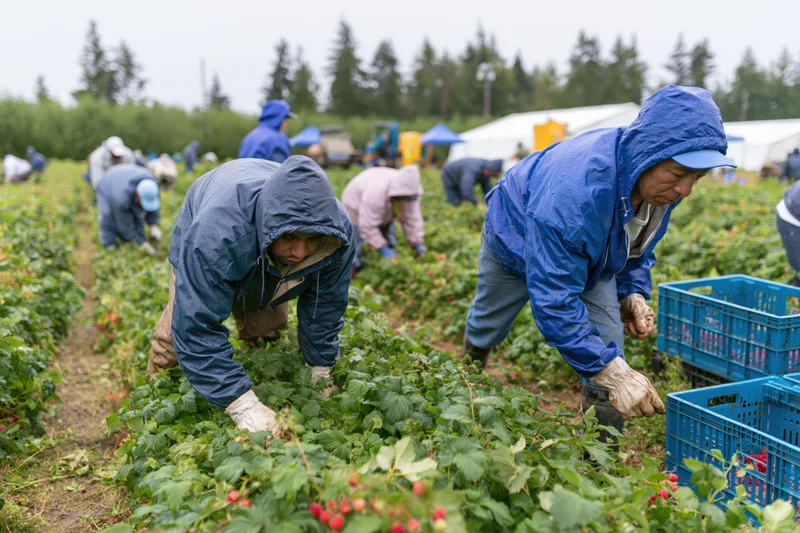 Workers in rain jackets picking raspberries in a field on an overcast day