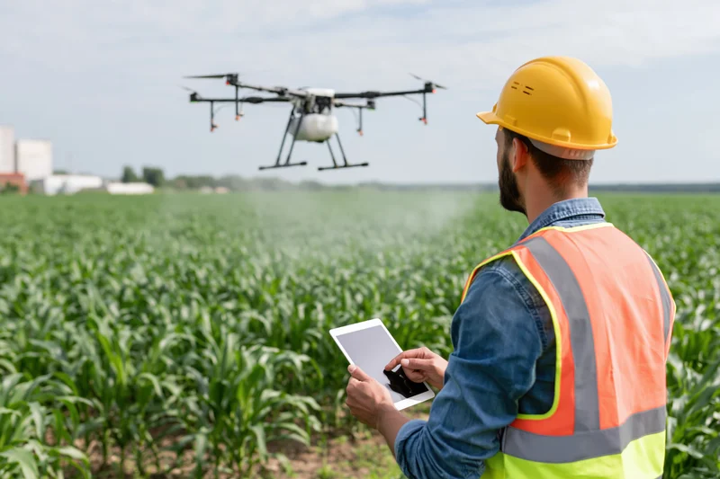 Farmer operating drone with tablet to spray crops in a cornfield