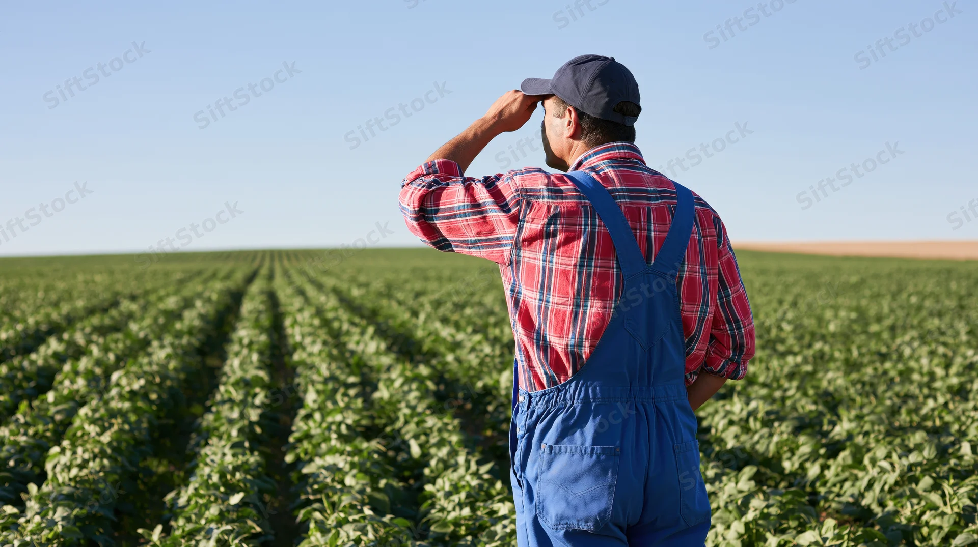 Farmer in overalls and plaid shirt standing in a green field, shielding eyes from sun while inspecting rows of crops