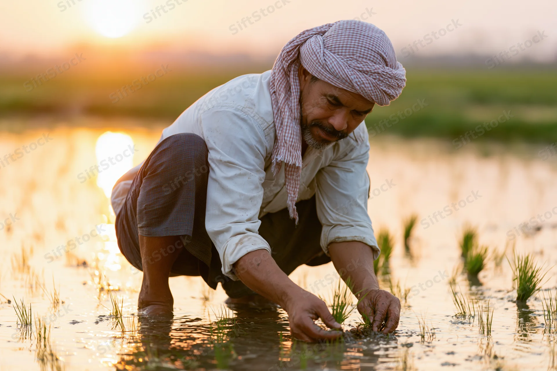 Man planting rice seedlings in a flooded paddy field at sunset