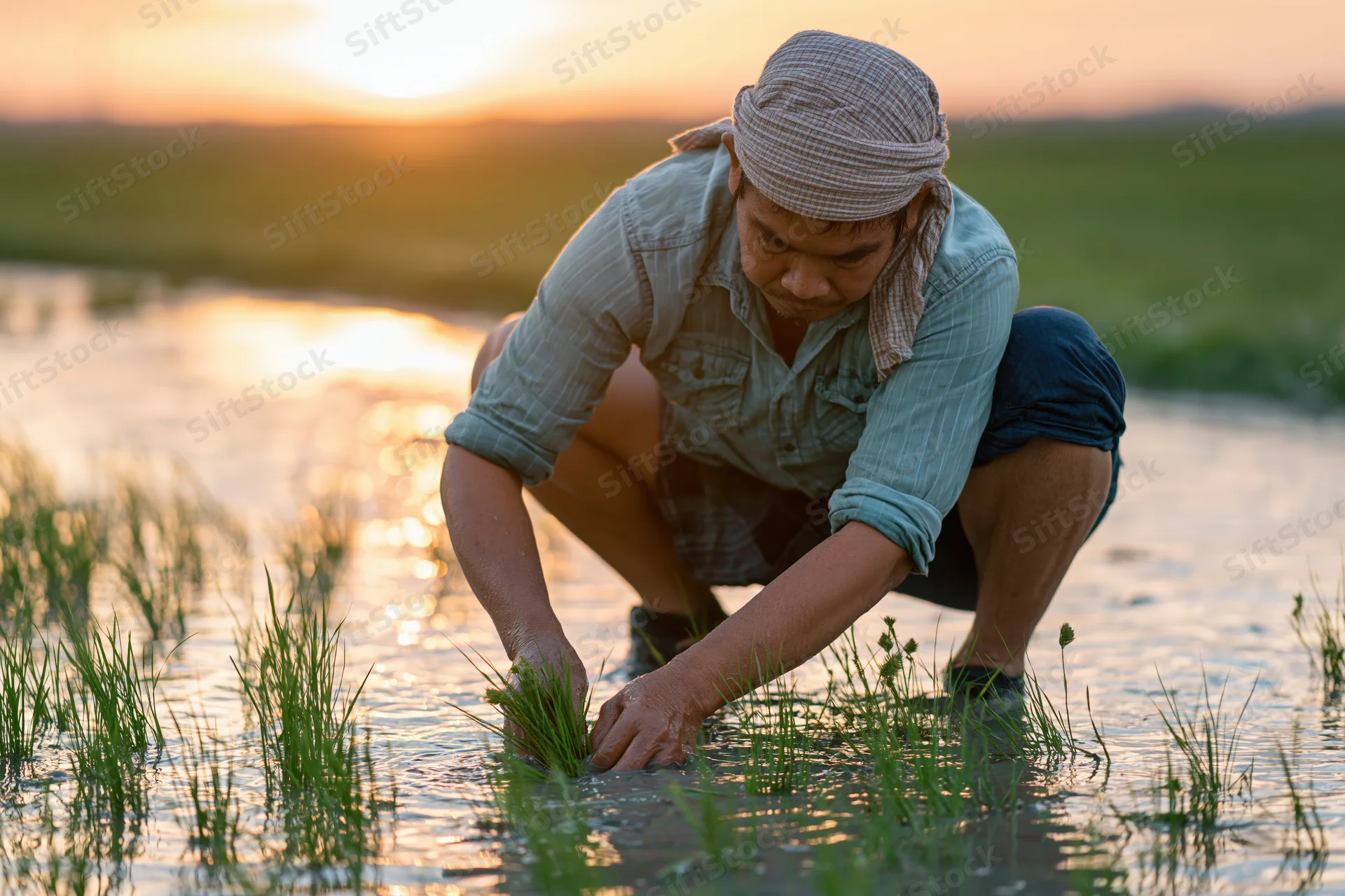 Man crouching to plant rice seedlings in a flooded paddy field at sunset