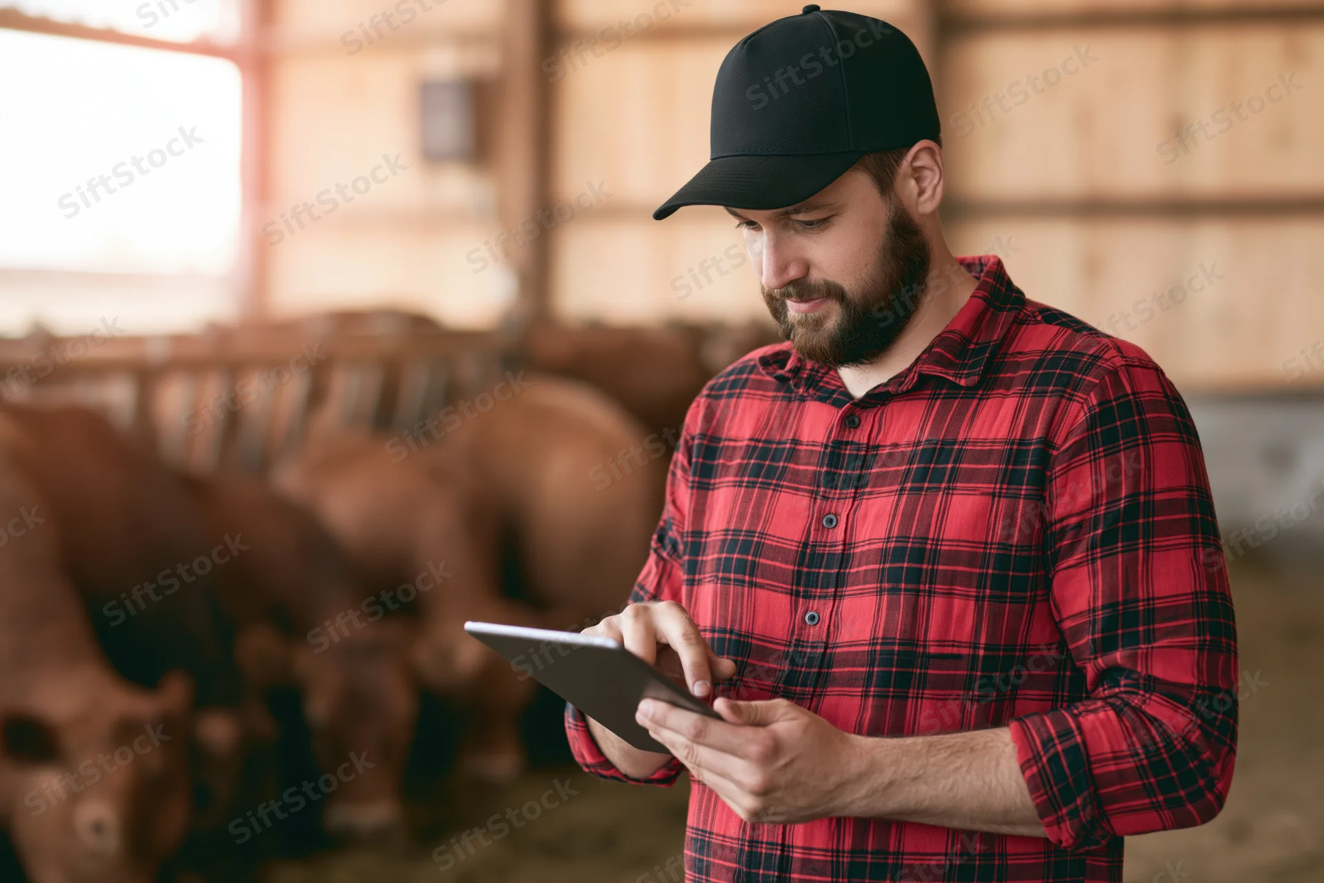 Farmer using tablet to monitor cattle in barn
