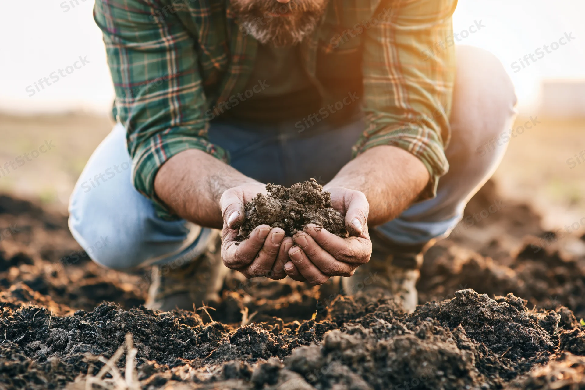 Farmer crouching in field holding soil in hands during golden hour