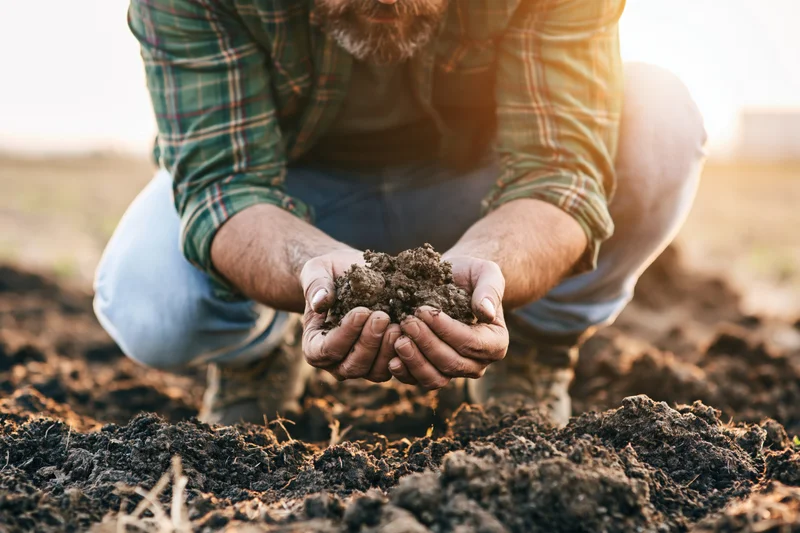 Farmer crouching in field holding soil in hands during golden hour