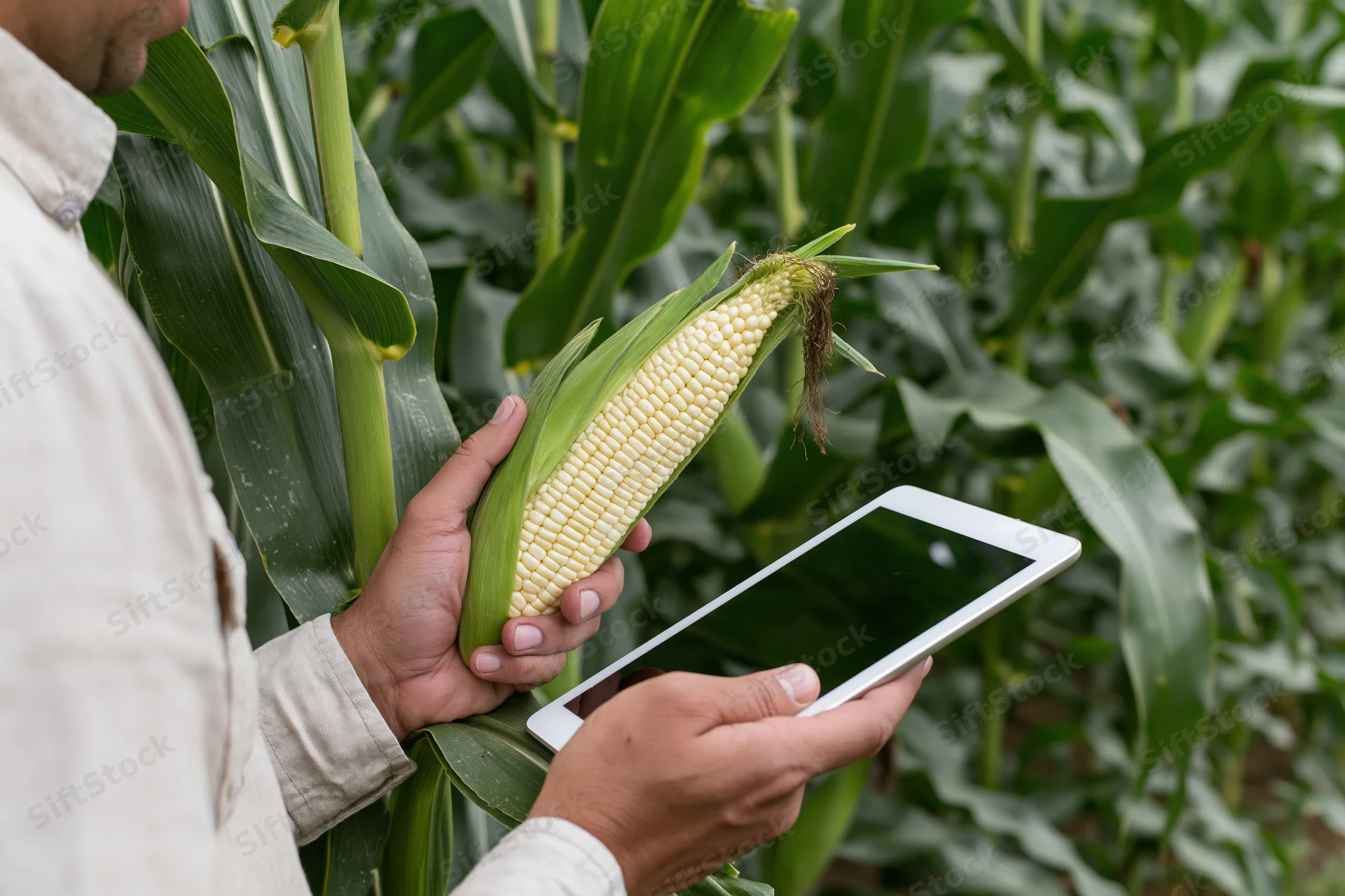 Farmer holding corn ear and tablet in field for crop inspection