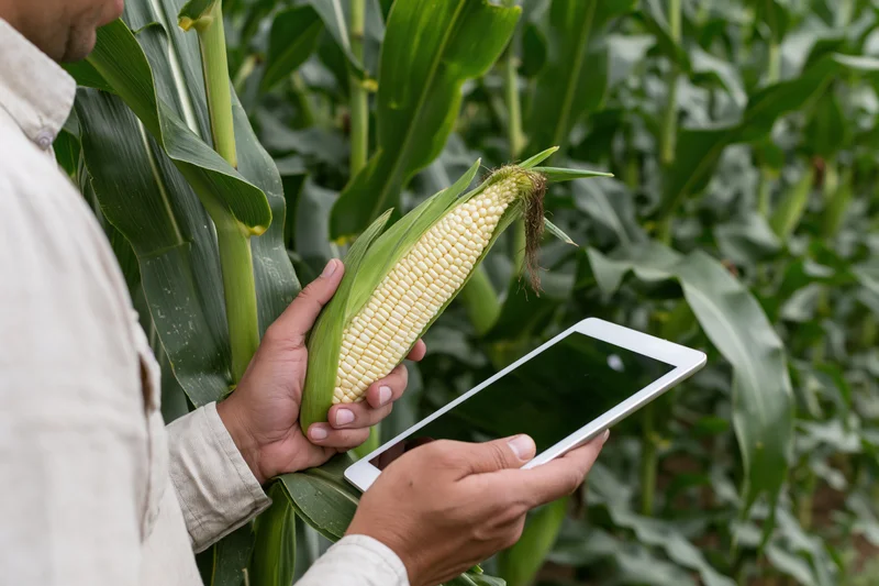 Farmer holding corn ear and tablet in field for crop inspection