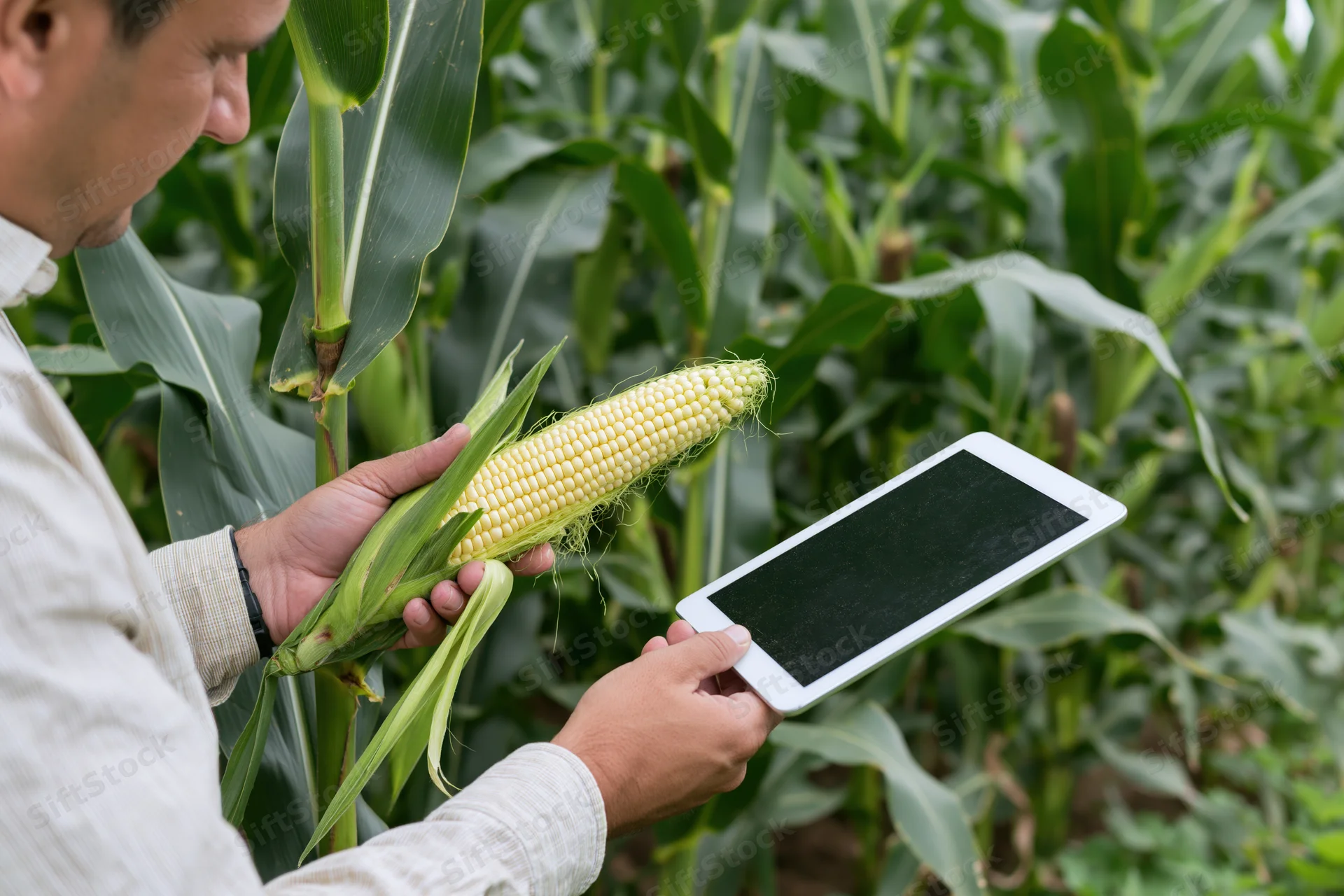 Farmer inspecting corn ear with tablet in field