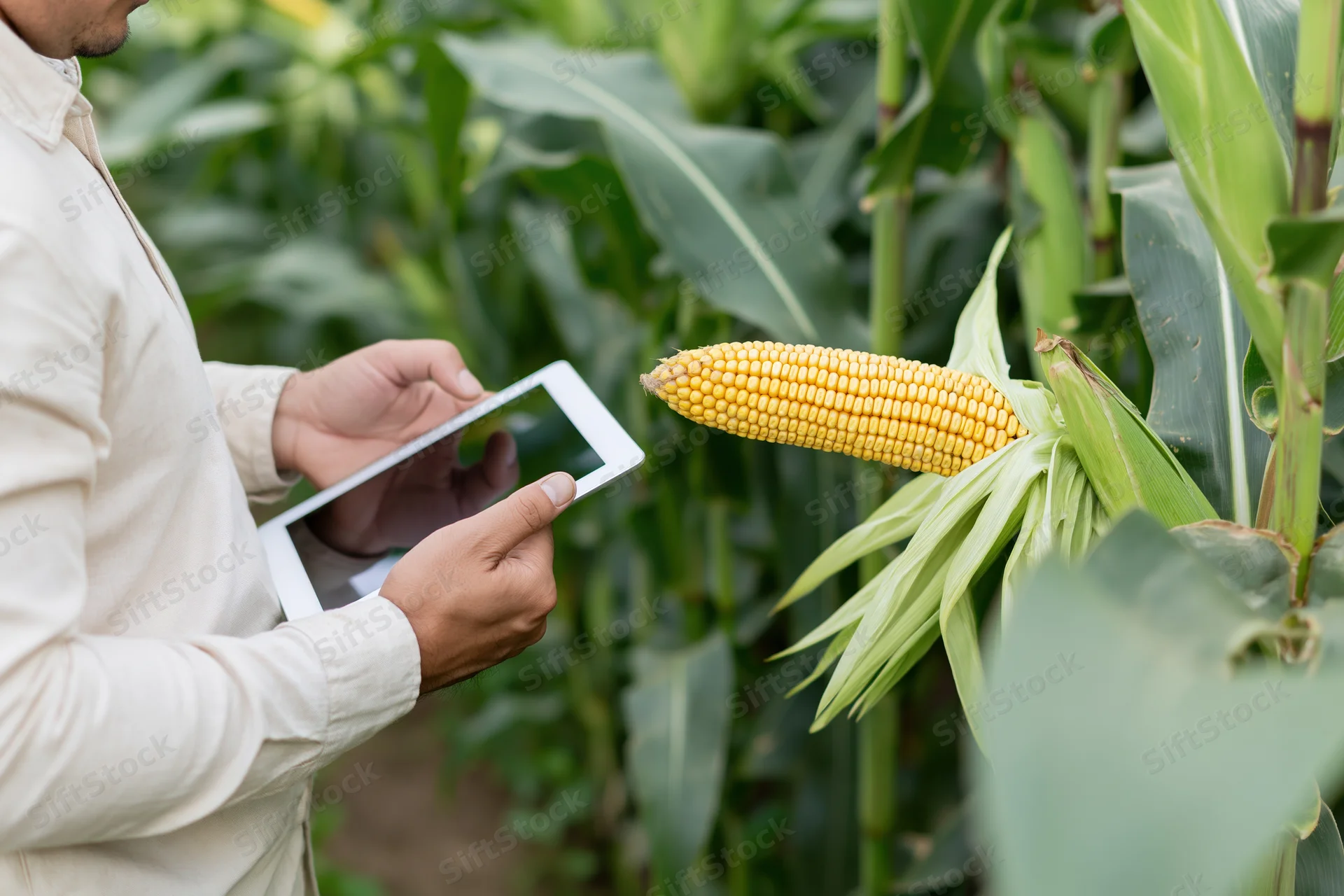 Farmer inspecting corn ear with tablet in field