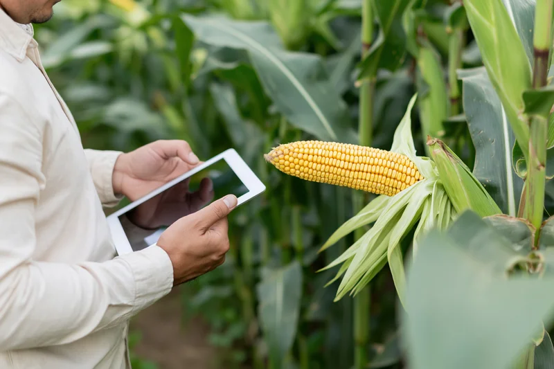 Farmer inspecting corn ear with tablet in field