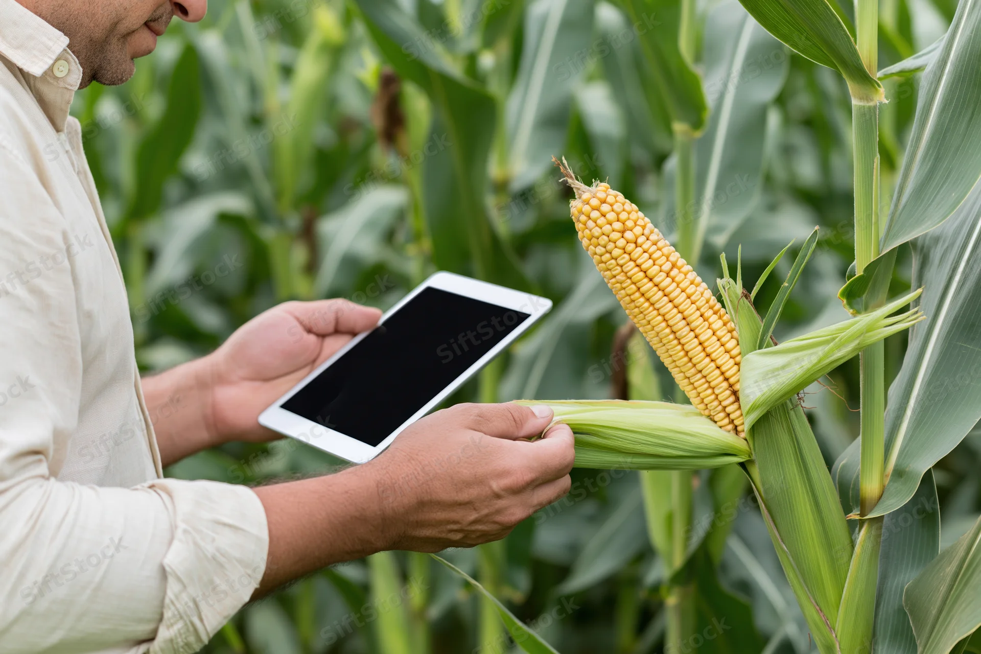 Farmer inspecting corn cob with tablet in field