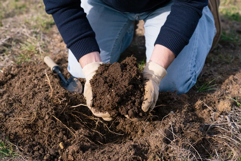 Person kneeling on soil holding a clump of earth with gloved hands in a garden setting
