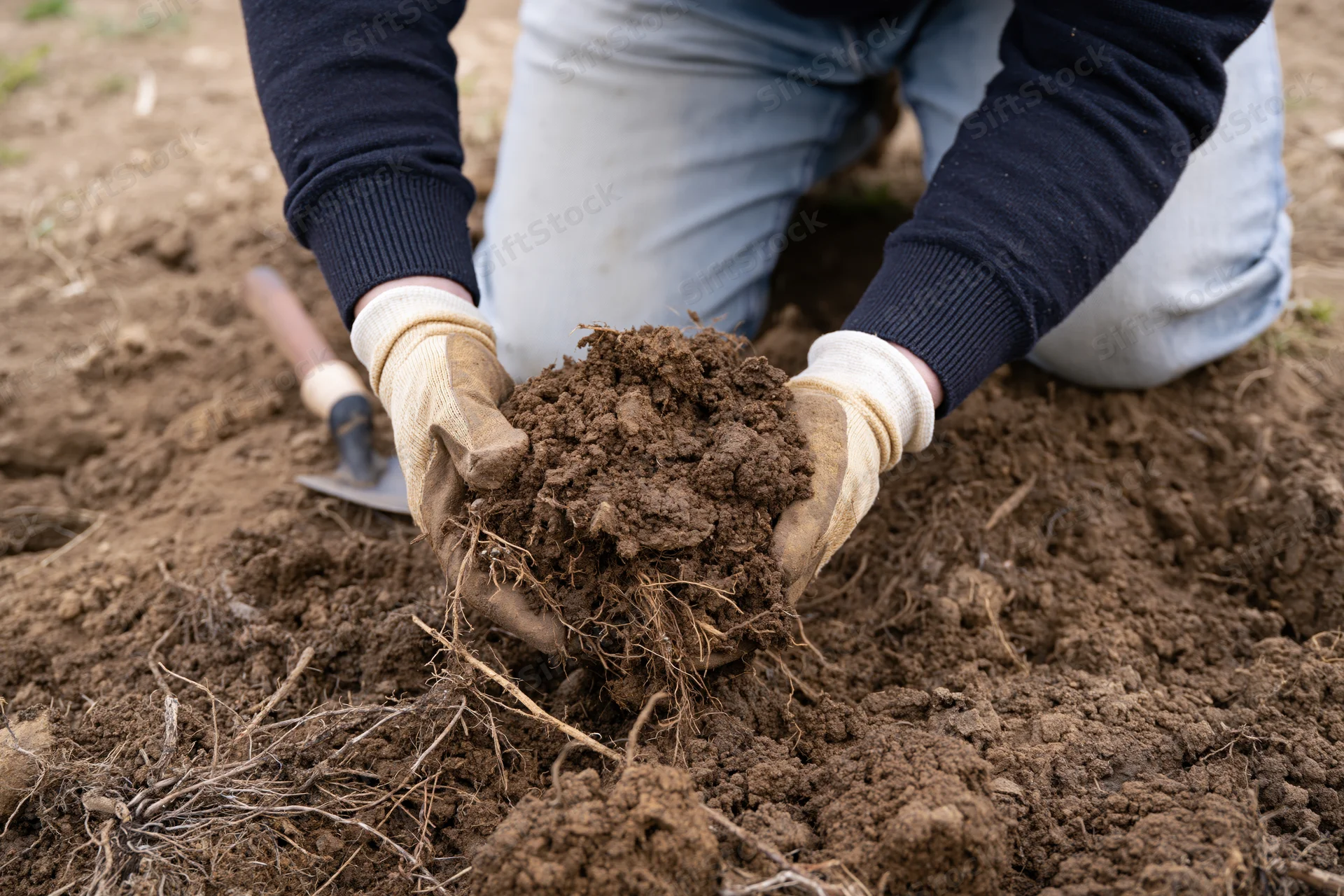 Person kneeling on soil holding clump of earth with roots, wearing gloves and jeans, outdoors in garden field