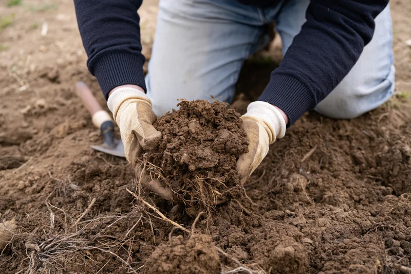 Person kneeling on soil holding clump of earth with roots, wearing gloves and jeans, outdoors in garden field