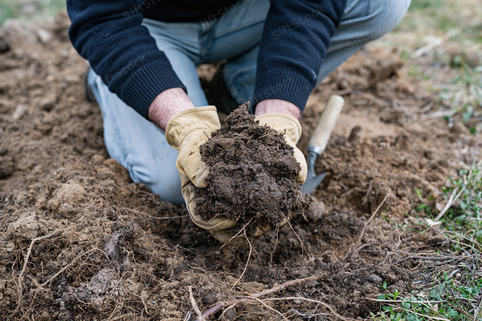 Person kneeling on soil holding clump of earth with roots, wearing gloves and work clothes, outdoors in garden or farm setting
