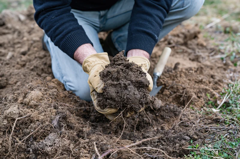 Person kneeling on soil holding clump of earth with roots, wearing gloves and work clothes, outdoors in garden or farm setting