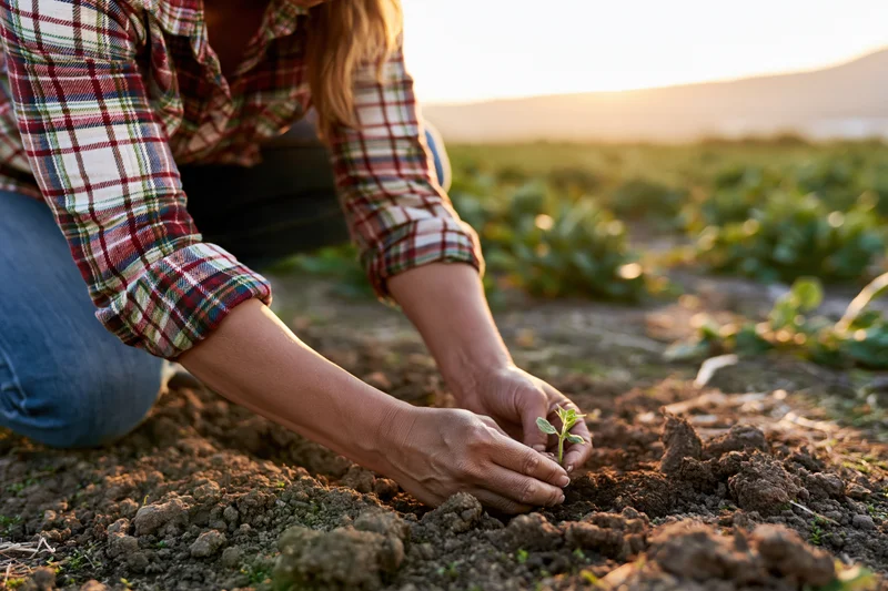Woman planting a seedling in soil at sunset on a farm
