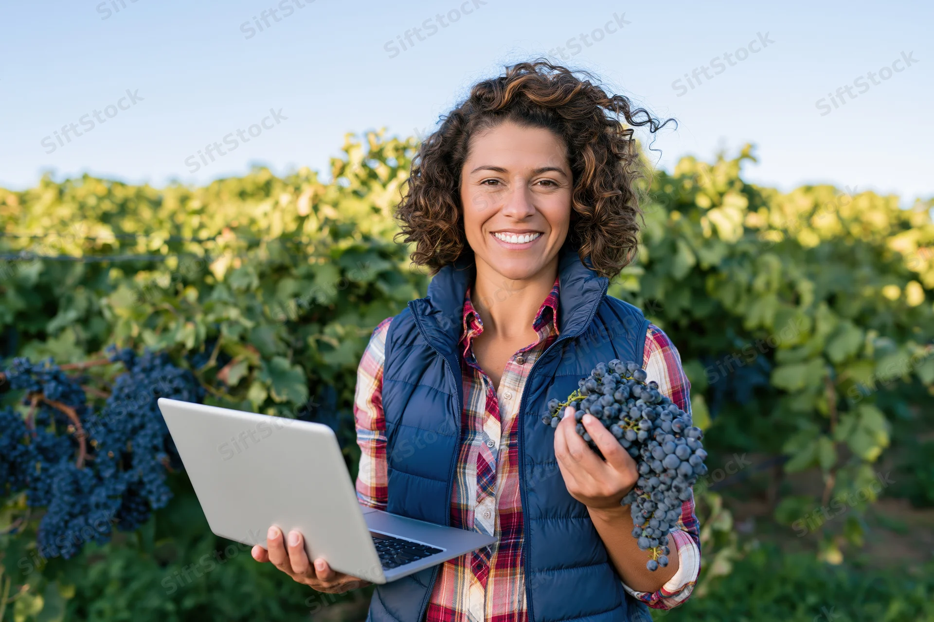 Woman holding grapes and laptop in a vineyard