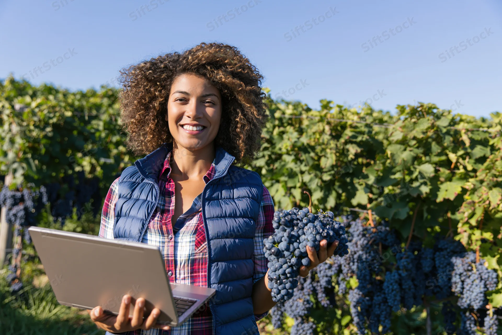 Woman holding grapes and laptop in a vineyard