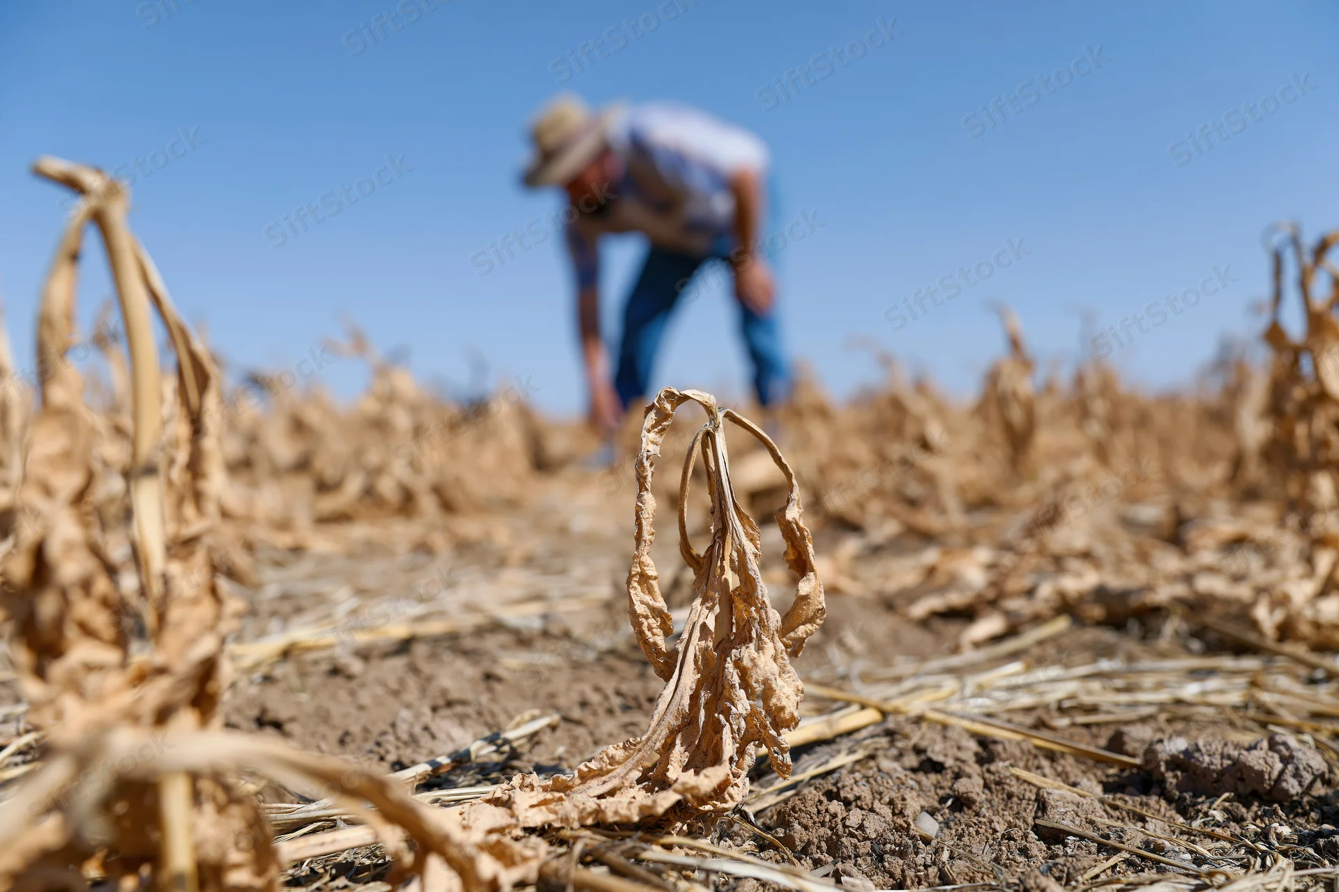 Farmer inspecting dry corn stalks in a sunlit field