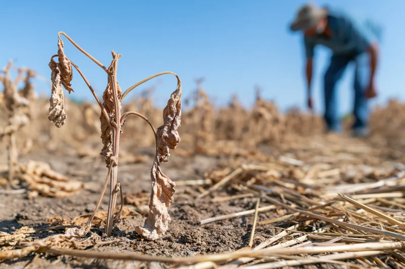 Wilted plant in dry soil with farmer inspecting field in background