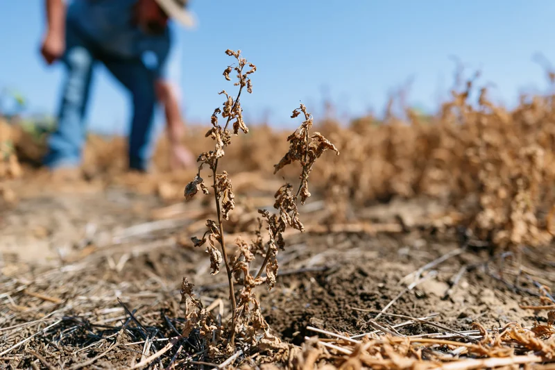 Dead plant in dry soil with farmer working in background field