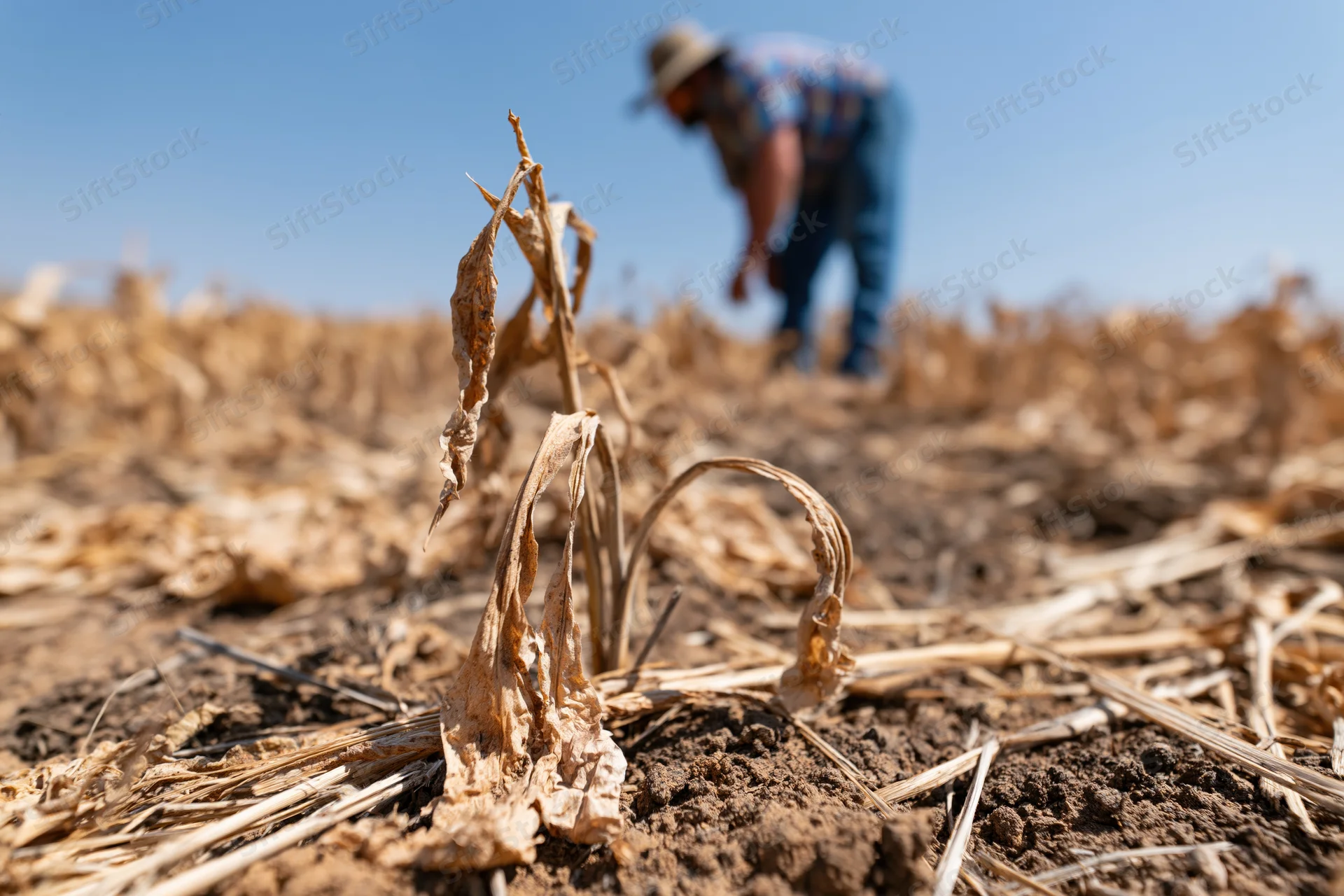 Dried corn stalk in foreground with farmer working in dry field under clear blue sky