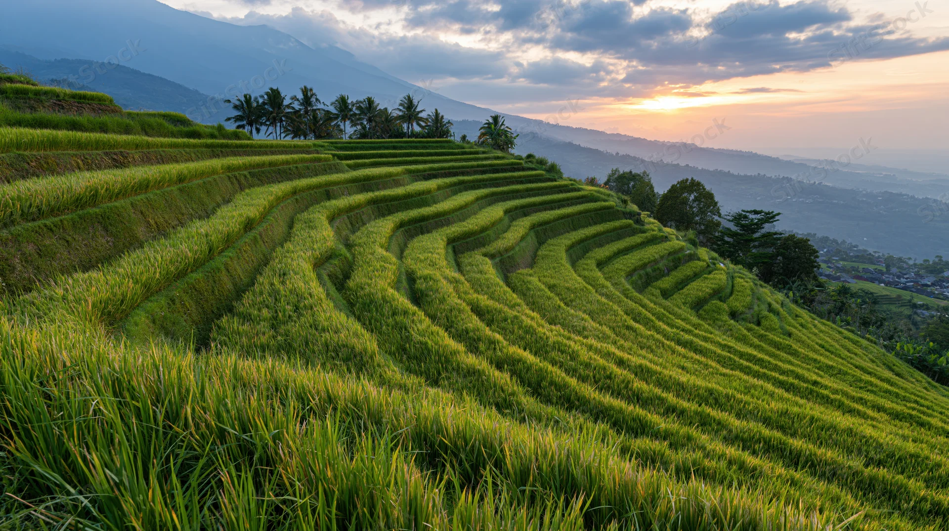 Terraced rice paddies cascading down a hillside at sunset with mountains and palm trees in the background