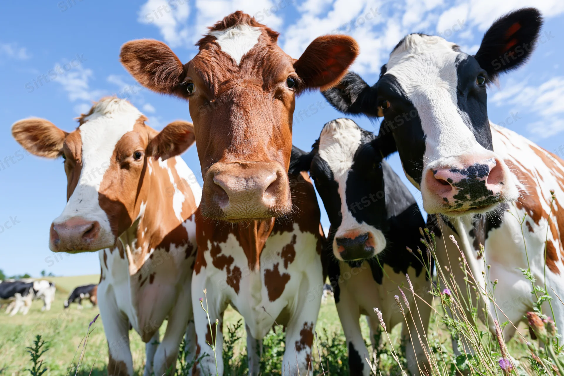 Four cows standing close together in a grassy field under a blue sky