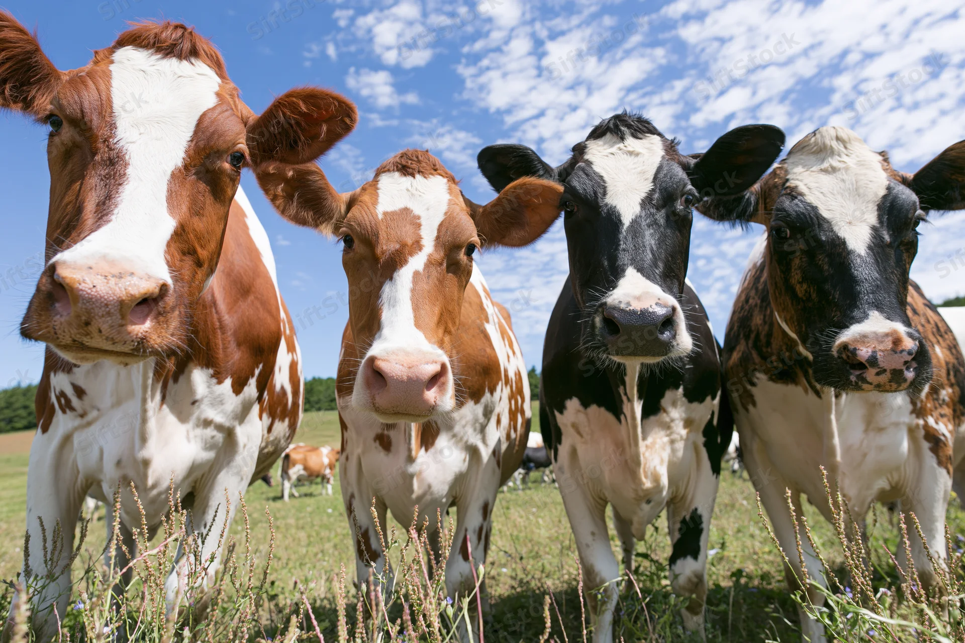 Four cows standing close together in a grassy field under a blue sky